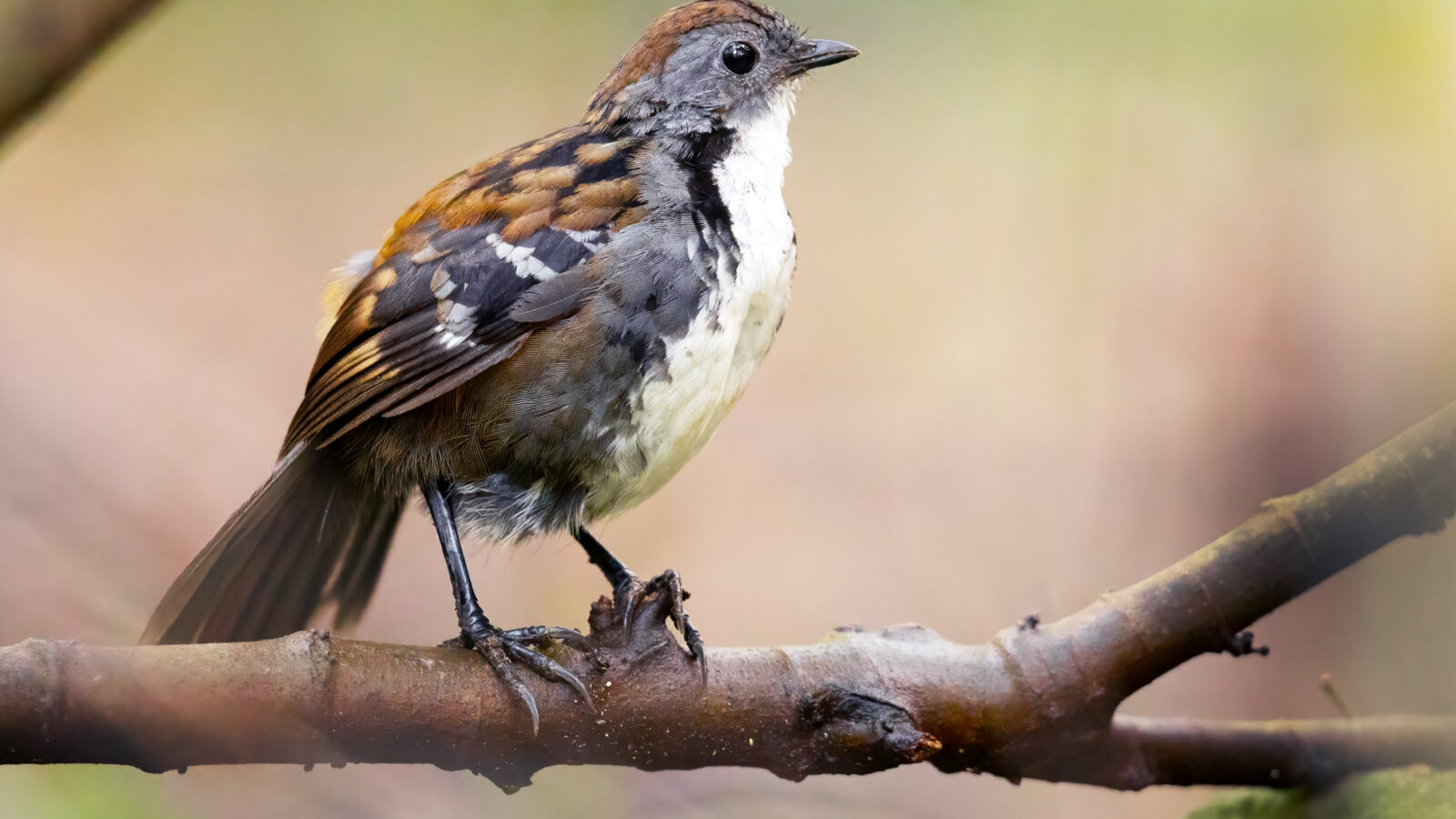 Australian Logrunner