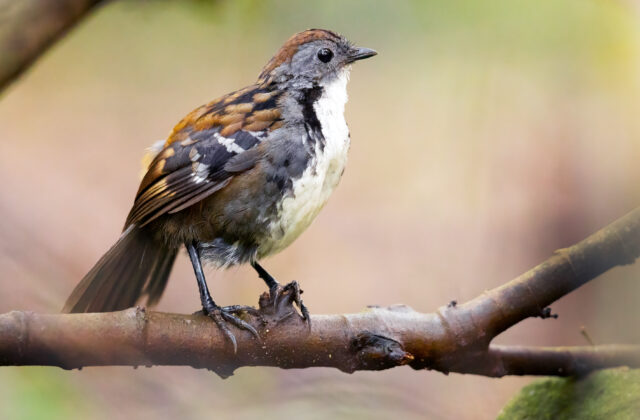 Australian Logrunner