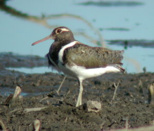 Australian Painted-snipe