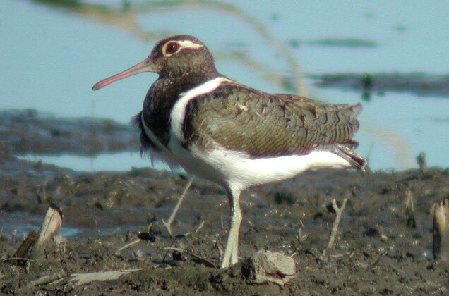 Australian Painted-snipe
