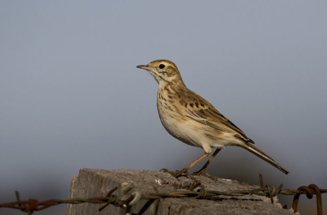 Australian Pipit