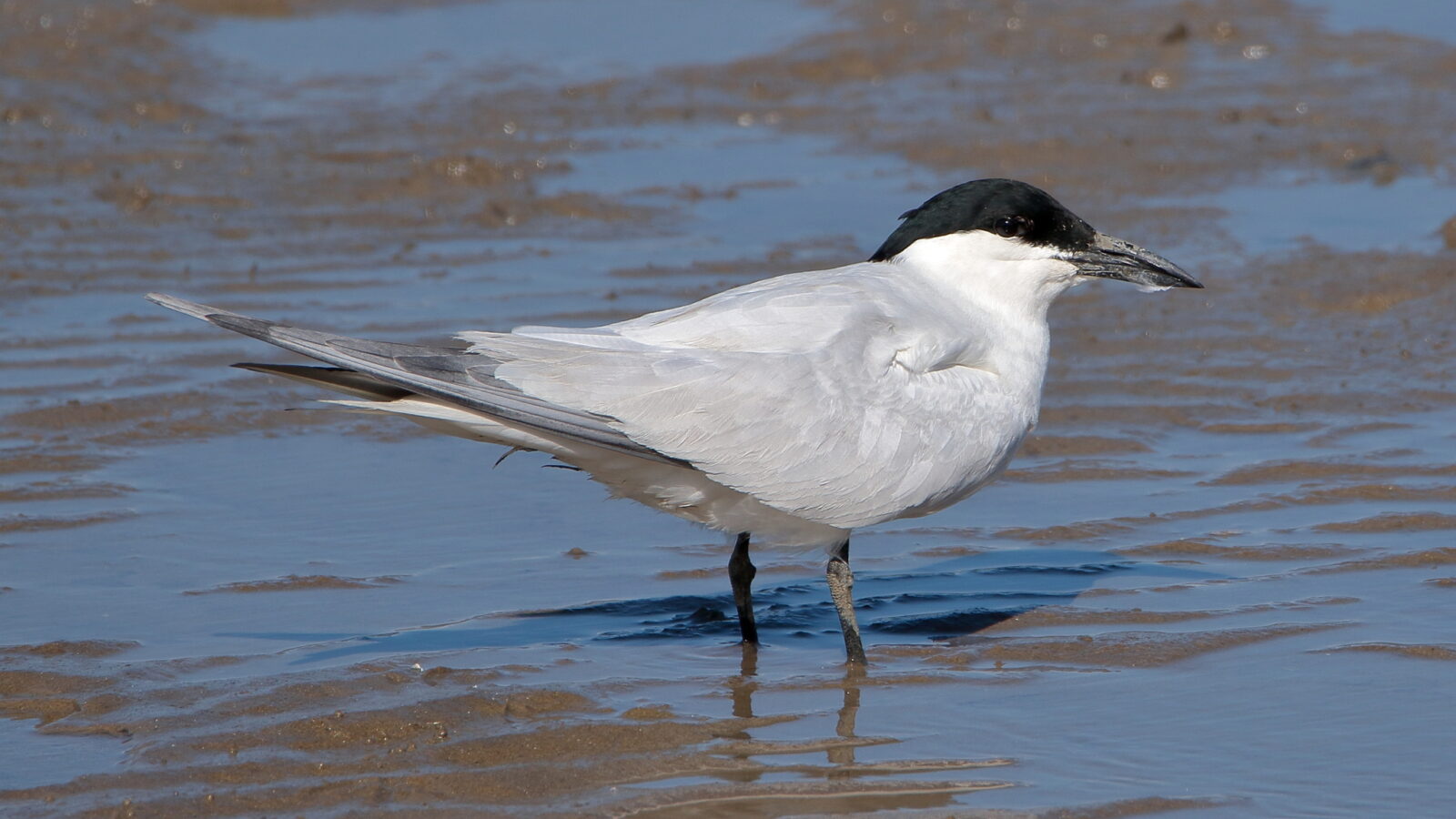 Australian Tern