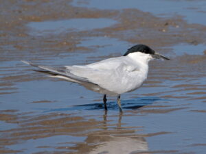 Australian Tern