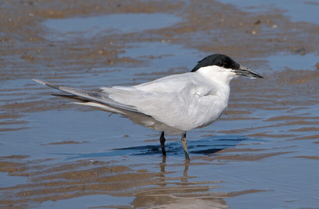 Australian Tern