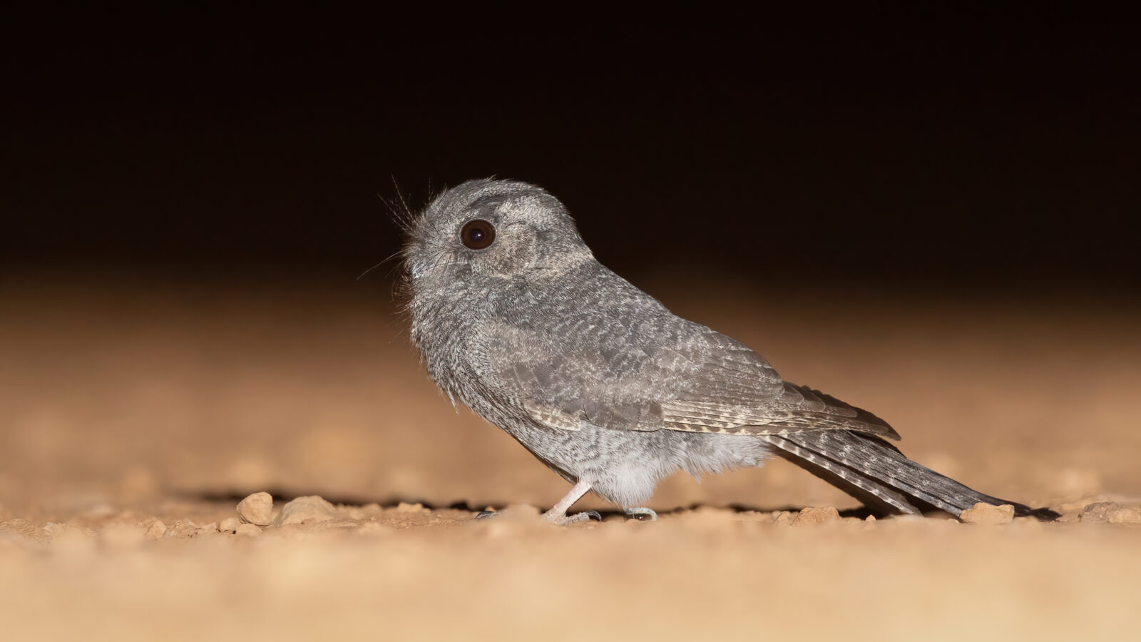 Australian Owlet-nightjar
