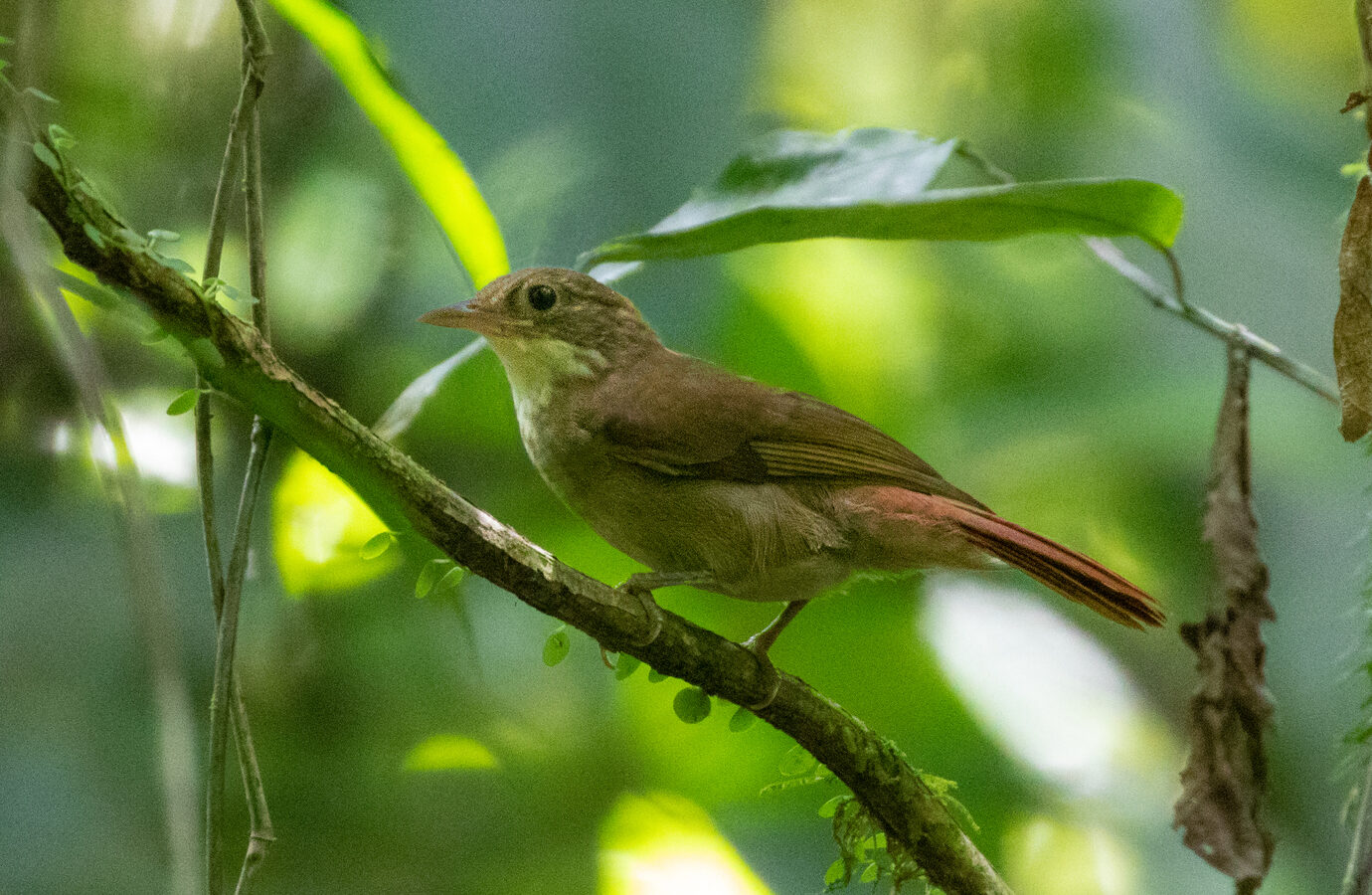 Olive-backed Foliage-gleaner