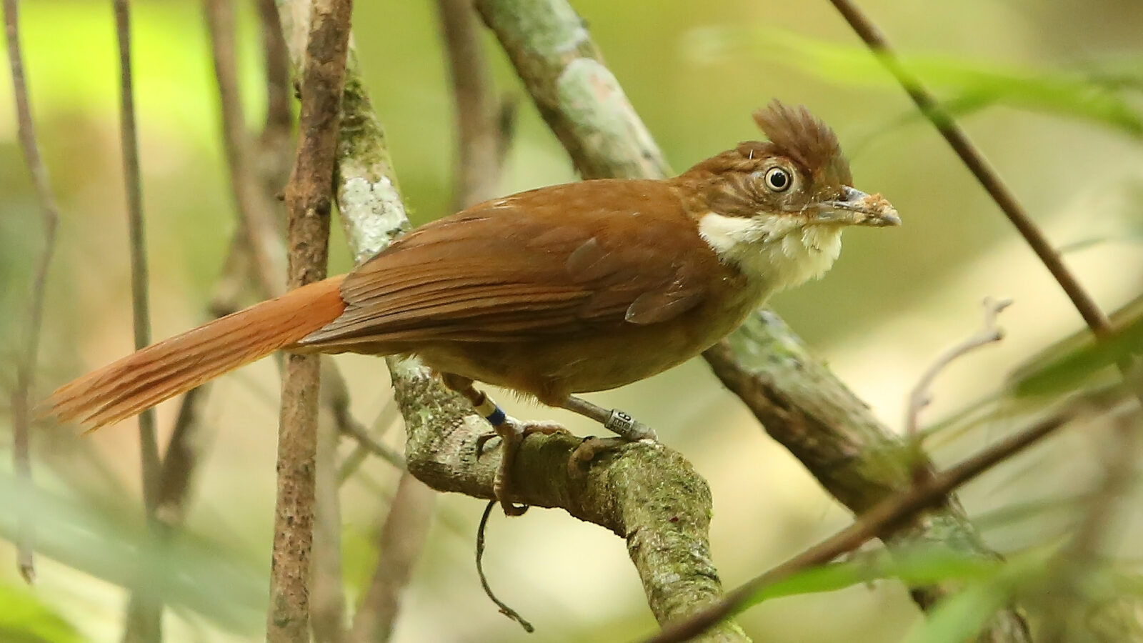 Pernambuco Foliage-gleaner