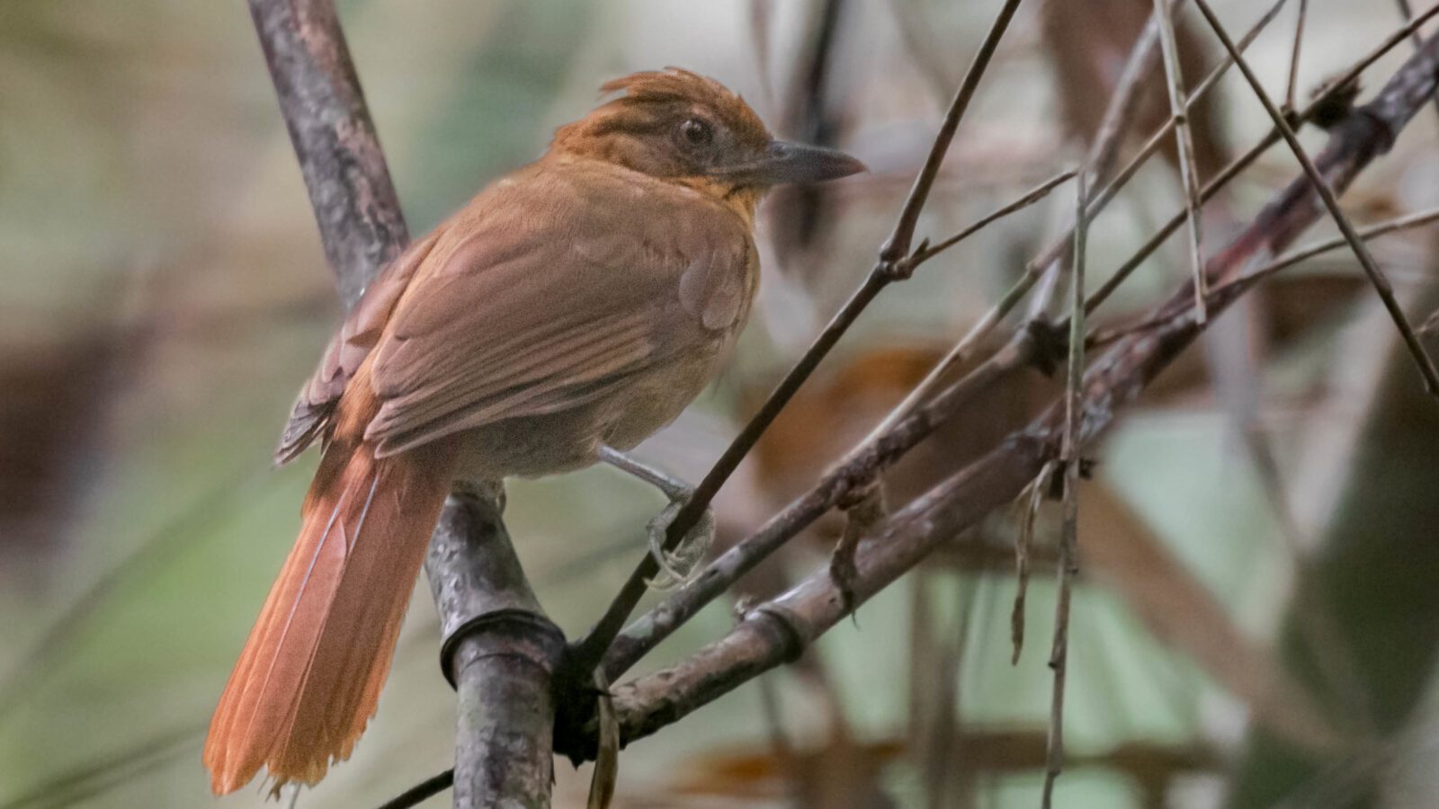 Brown-rumped Foliage-gleaner