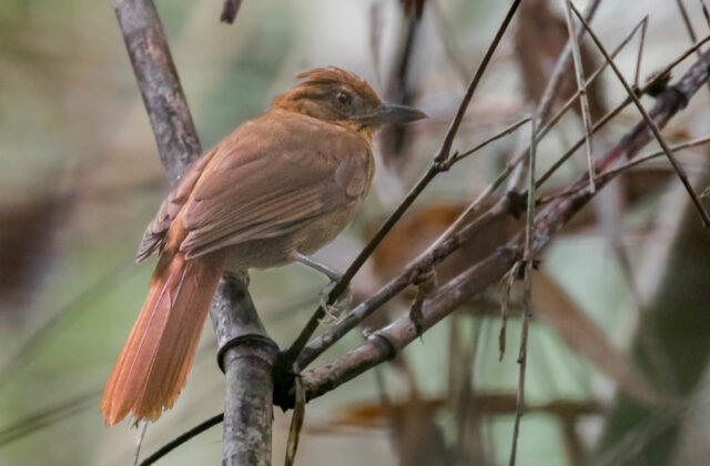 Brown-rumped Foliage-gleaner