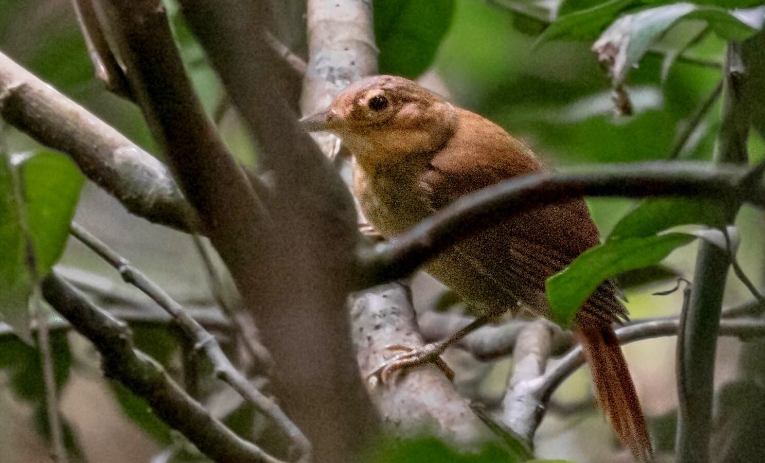 Ochre-throated Foliage-gleaner