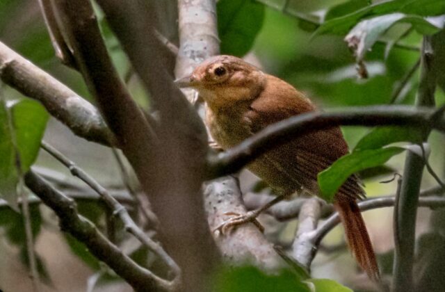 Ochre-throated Foliage-gleaner