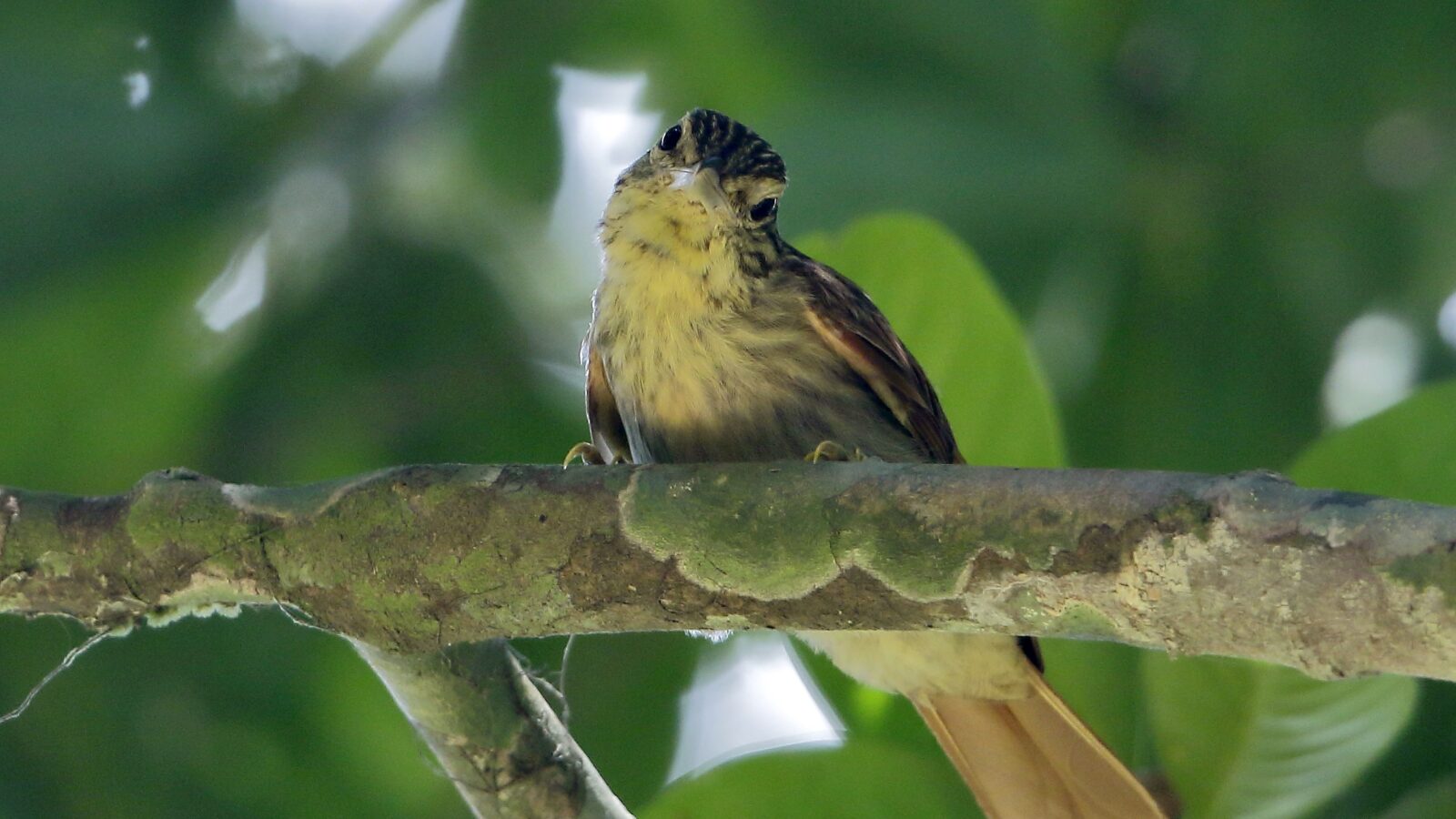 Eastern Woodhaunter