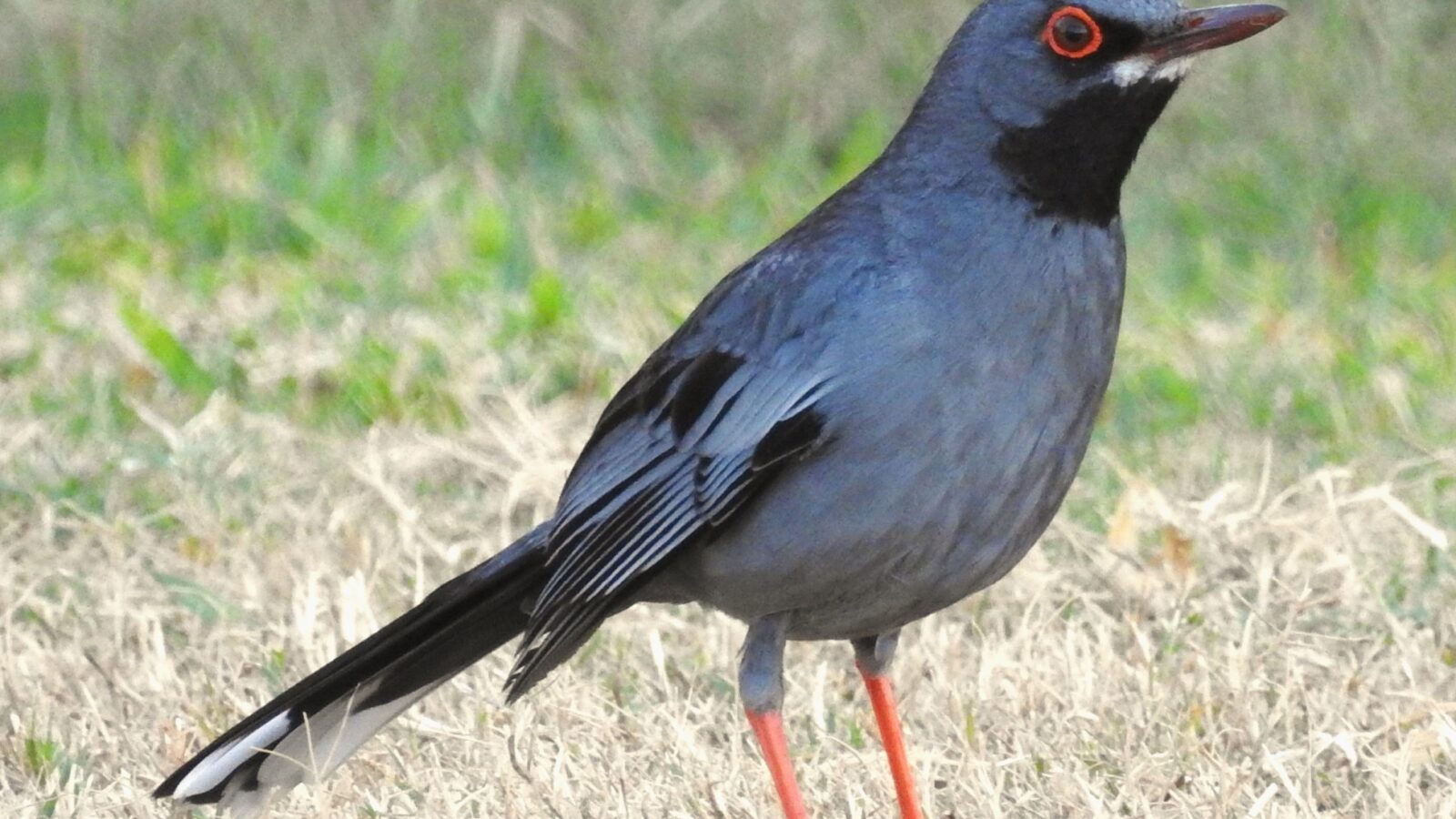 Western Red-legged Thrush