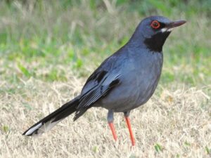 Western Red-legged Thrush