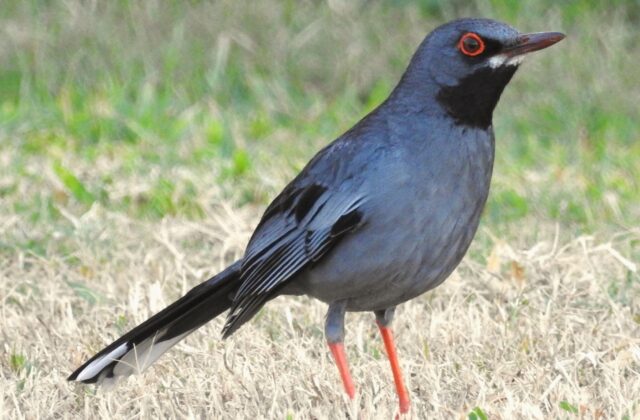 Western Red-legged Thrush