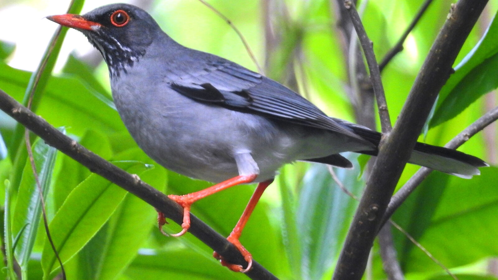 Eastern Red-legged Thrush