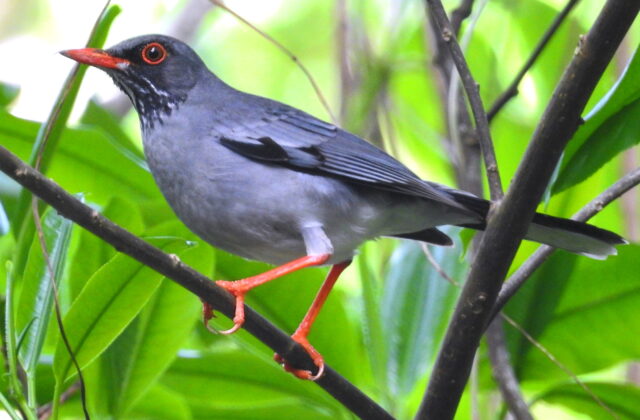 Eastern Red-legged Thrush