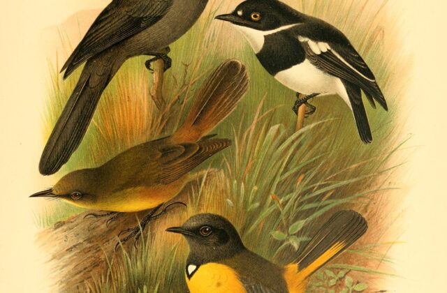 Bedford’s Paradise Flycatcher