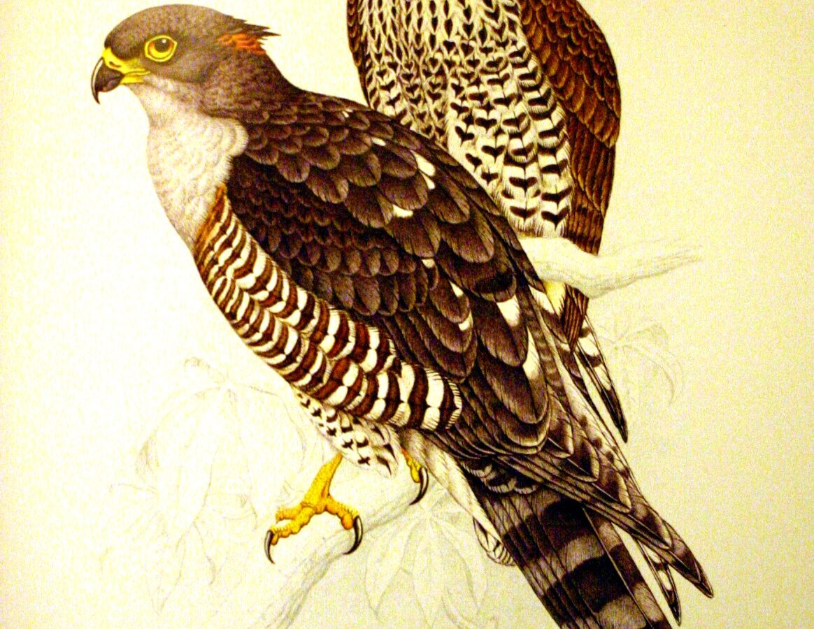 African Cuckoo-Hawk