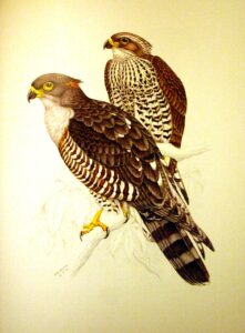 African Cuckoo-Hawk