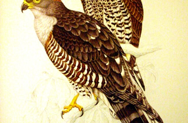 African Cuckoo-Hawk