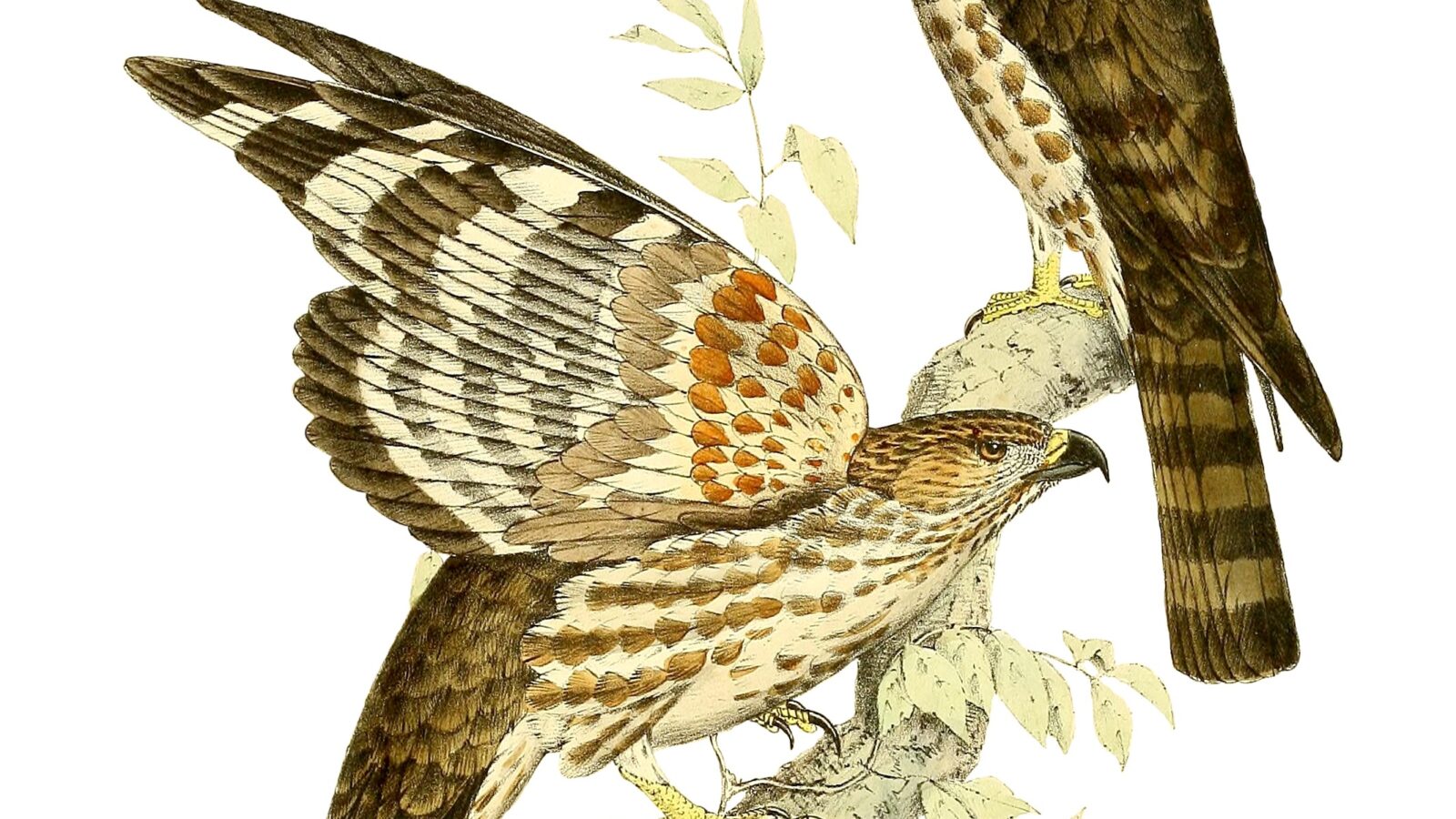 Madagascar Cuckoo-Hawk