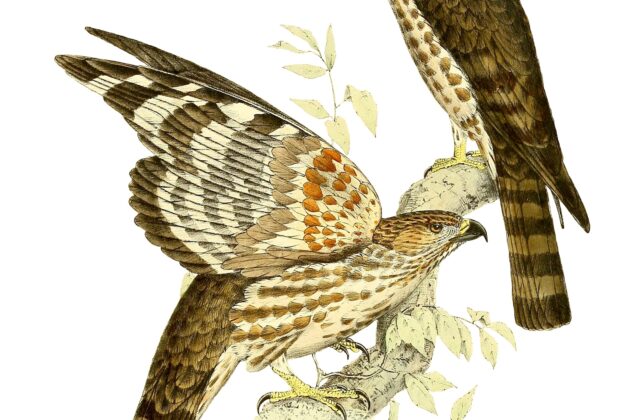 Madagascar Cuckoo-Hawk