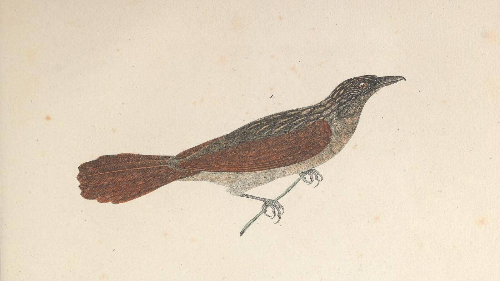Chestnut-winged Hookbill