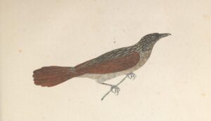 Chestnut-winged Hookbill