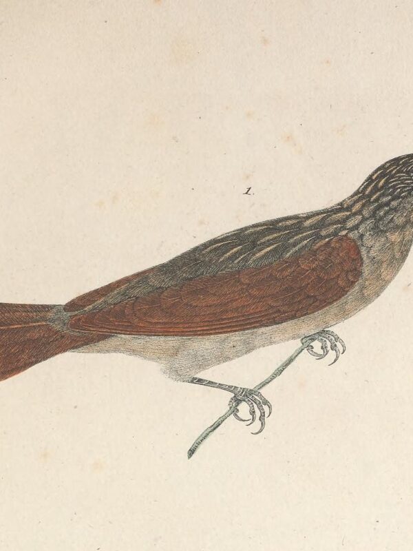 Chestnut-winged Hookbill