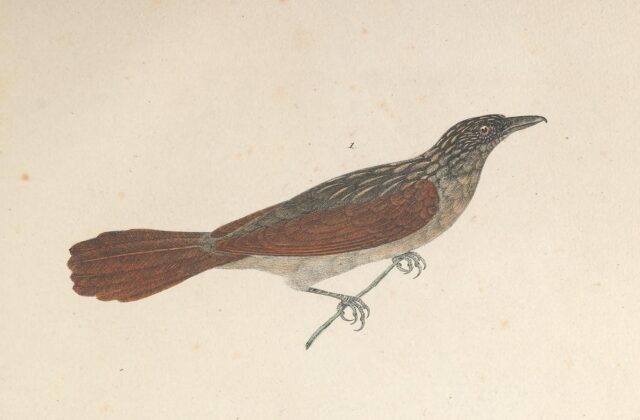 Chestnut-winged Hookbill