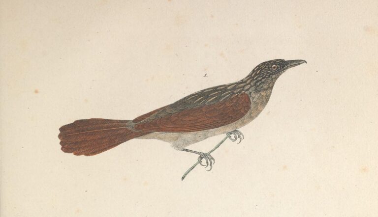 Chestnut-winged Hookbill