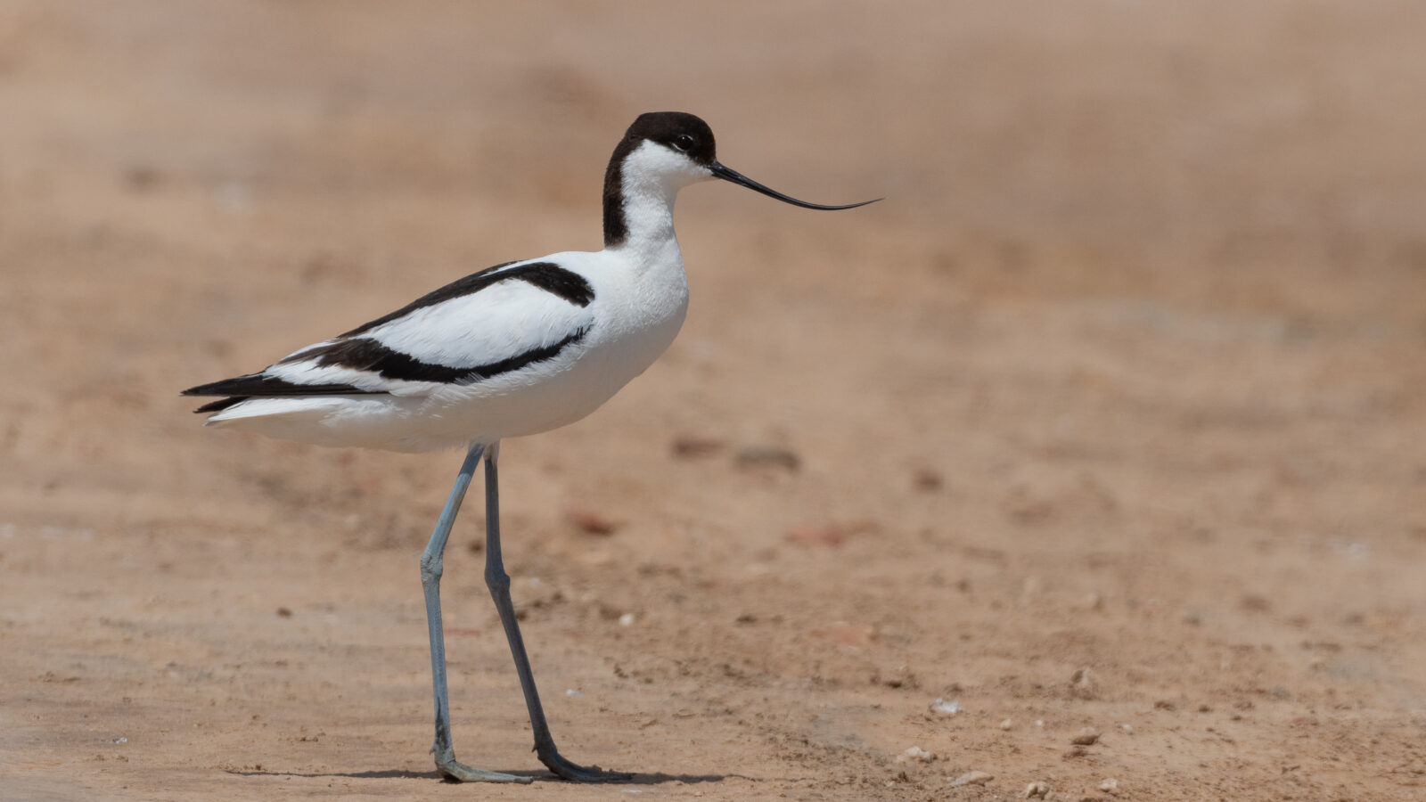 Pied Avocet