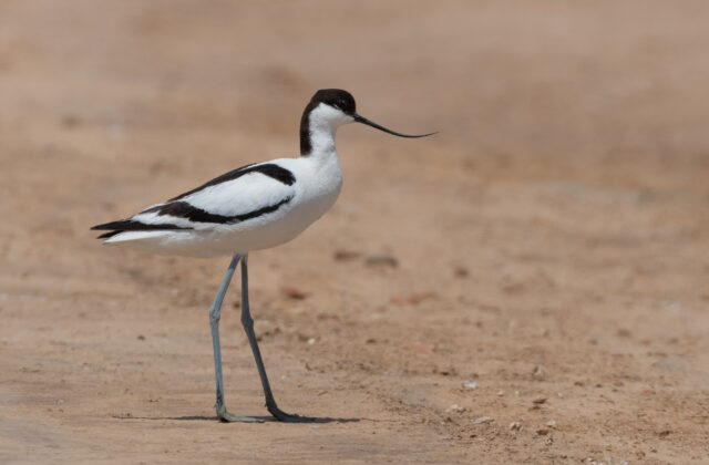 Pied Avocet