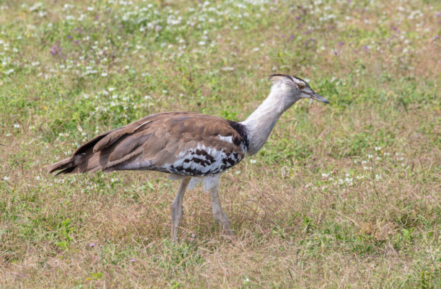 Kori Bustard