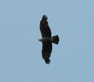 Ayres’s Hawk-Eagle