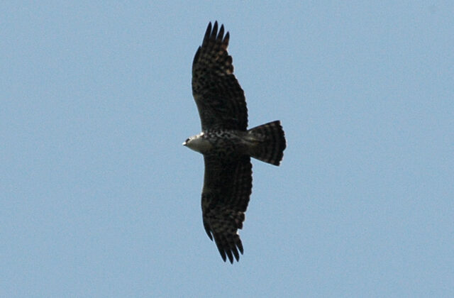 Ayres’s Hawk-Eagle