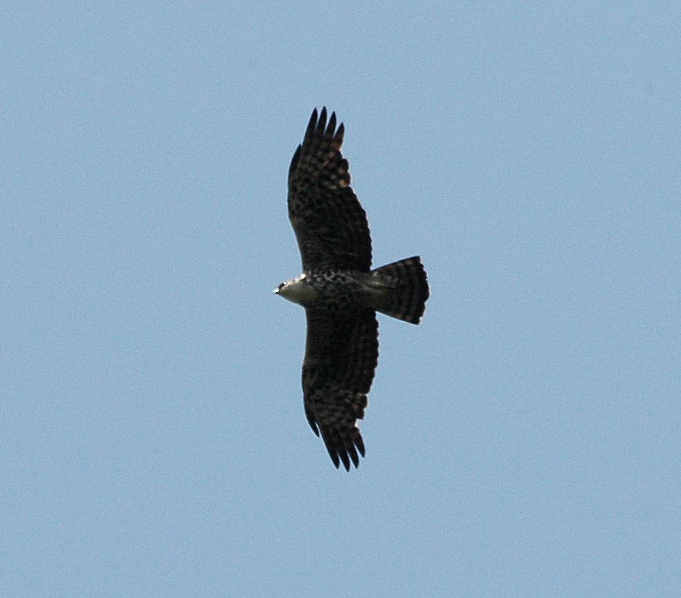Ayres’s Hawk-Eagle