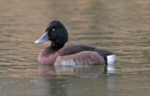 Baer’s Pochard