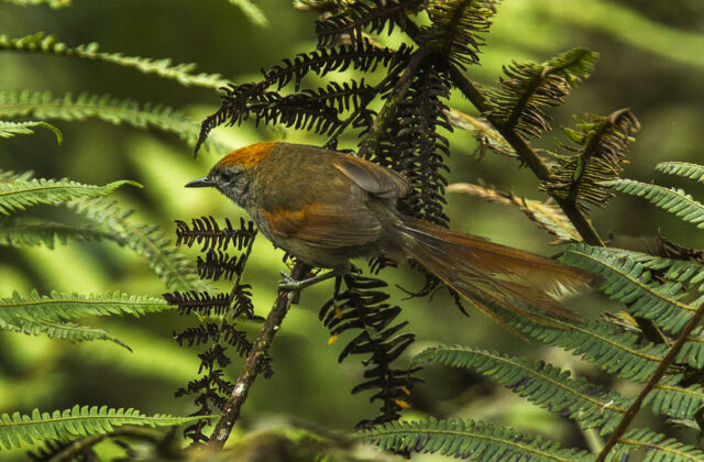 Azara’s Spinetail