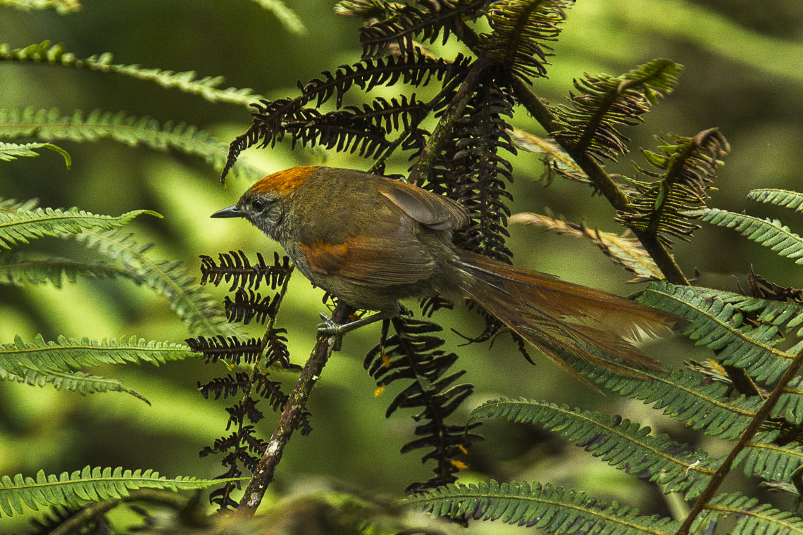Azara’s Spinetail