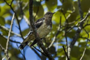 Aztec Thrush