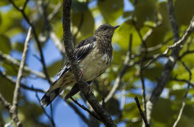 Aztec Thrush