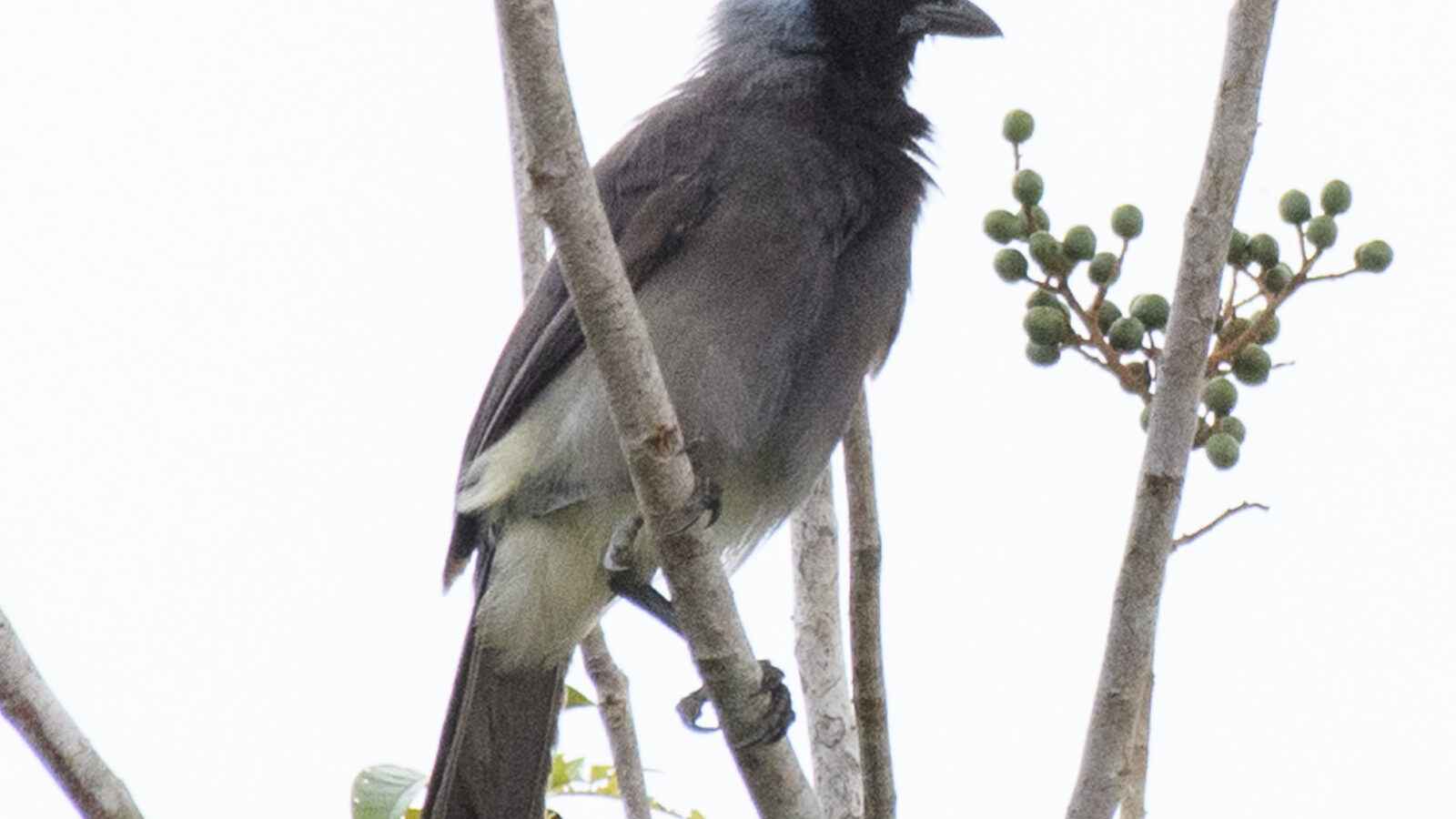 Azure-naped Jay