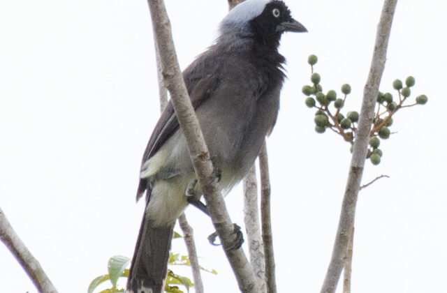 Azure-naped Jay