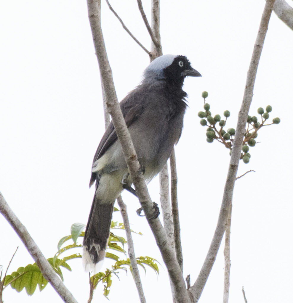 Azure-naped Jay