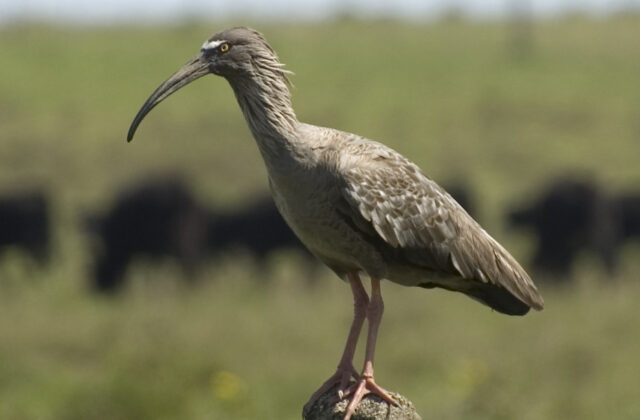 Plumbeous Ibis