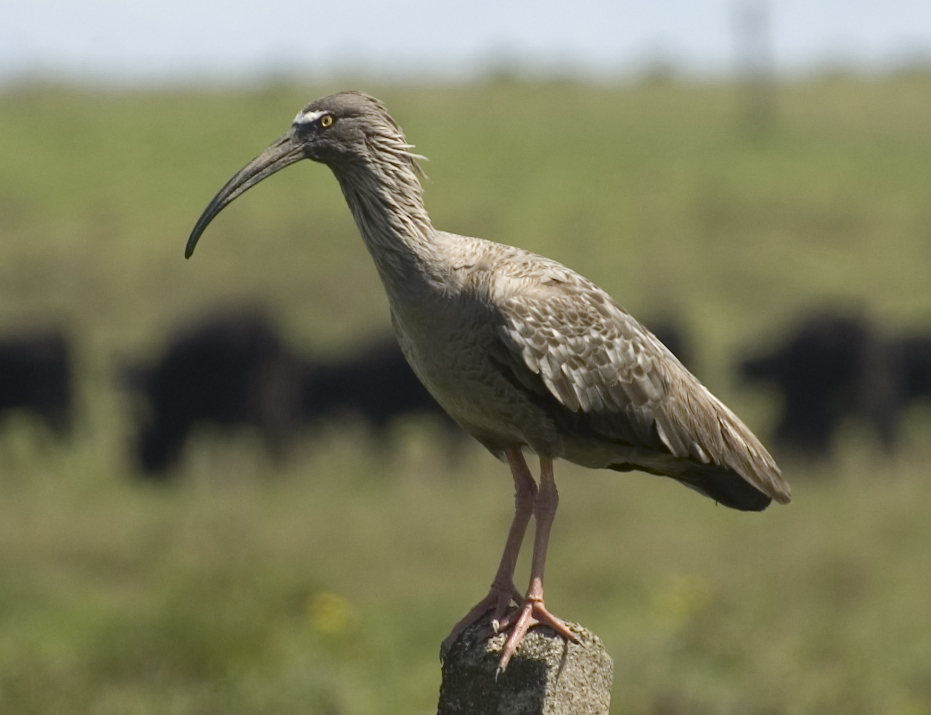 Plumbeous Ibis