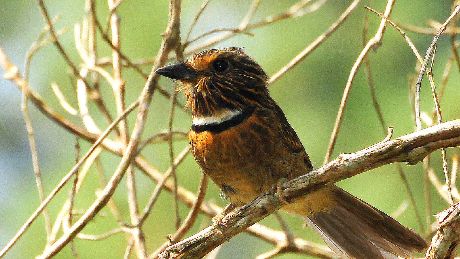 Crescent-chested Puffbird