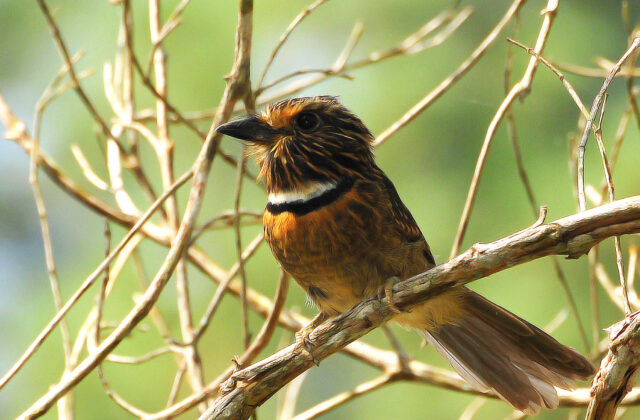 Crescent-chested Puffbird